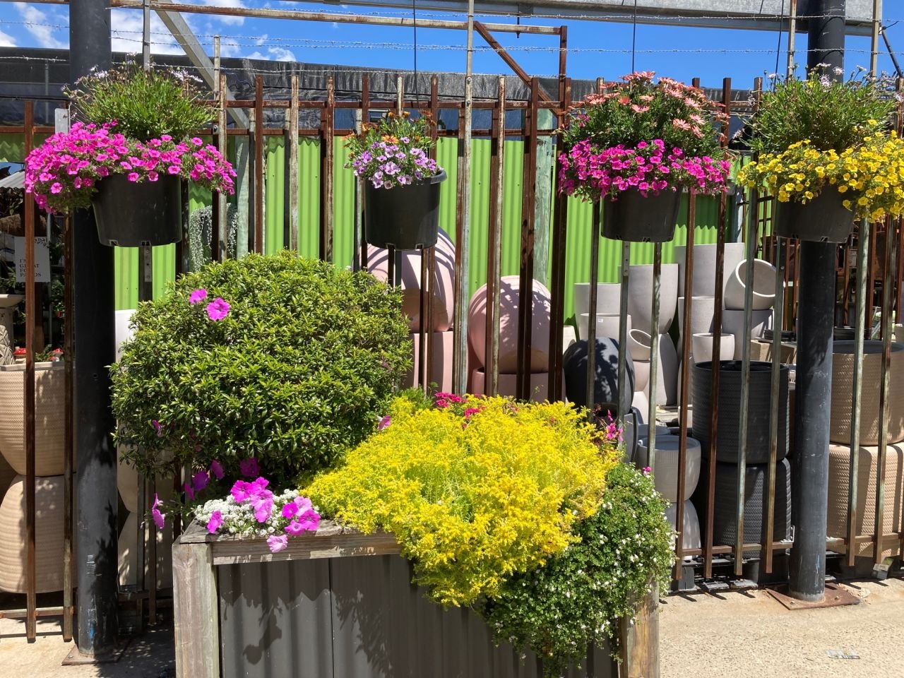 Members and guests visited the Plant Shack at Deception Bay to browse the spring display during a day outing in Sept 2021