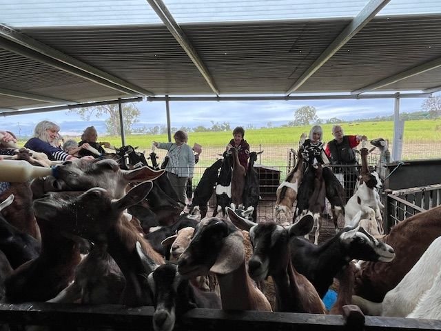 Members and guests enjoyed some kidding around when we visited the Naughty Little Kids goat farm at Peak Crossing during our mystery day bus trip in March 2024