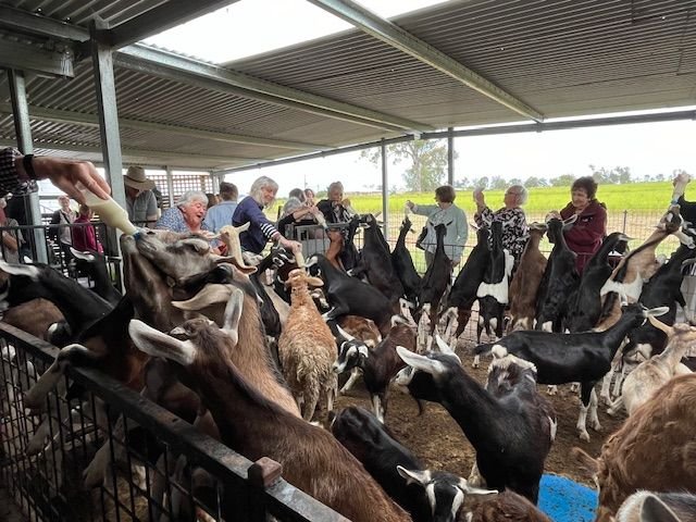 Members and guests enjoyed some kidding around when we visited the Naughty Little Kids goat farm at Peak Crossing during our mystery day bus trip in March 2024