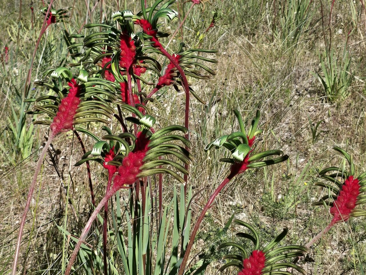 Kangaroo Paws seen by Walking Group at Wireless Hill.