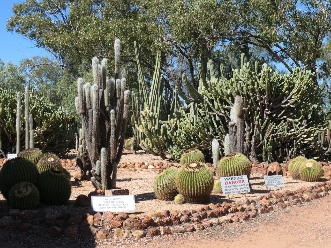 Lightening Ridge Trip - Black Opal tour - Cactus garden.