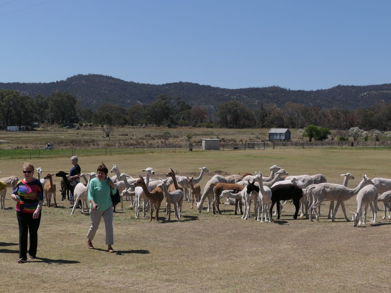 Alpaca Farm - Tenterfield - Day 8 Dorrigo Trip 2023-09