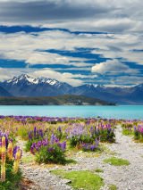 South Island Sojourn