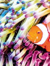 Queensland beaches and reef