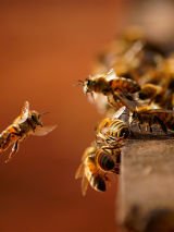 Flight of the humble bee