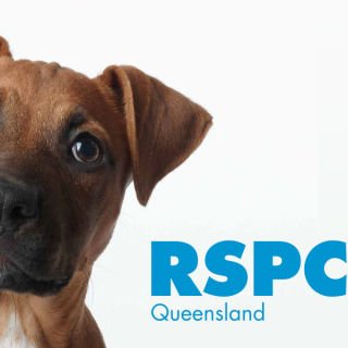 RSPCA QLD