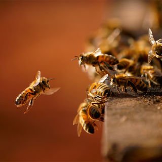 Flight of the humble bee