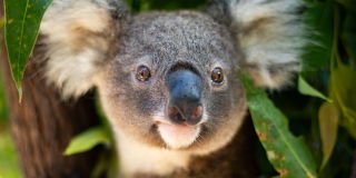 Koala colony brought back from the brink