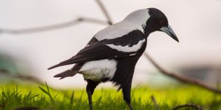 Look out! It's swooping season