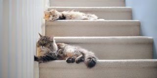 Good news: your cat doesn’t hate you