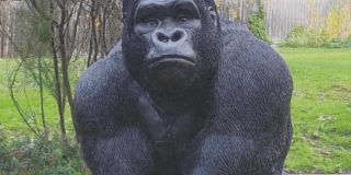 Residents go bananas over gorilla theft  