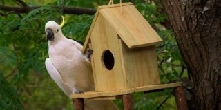 Pets without the hassles