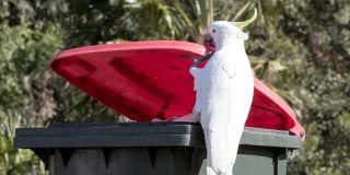 Feathers fly over bin wars 