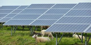 Sun power - no baa-rrier for these sheep