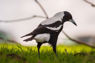 Look out! It's swooping season