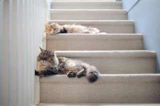 Good news: your cat doesn’t hate you