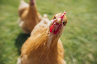How former battery hens make egg-cellent pets 