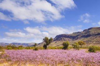 Western Australia Wildflowers Trail