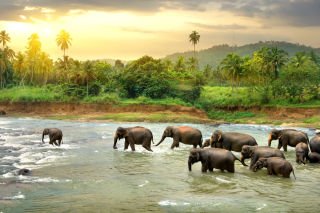 Mystical Sri Lanka: Temples, Elephants & Tea Trails