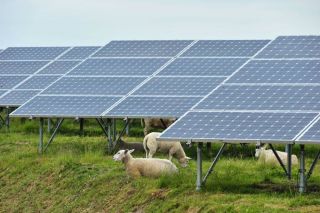 Sun power - no baa-rrier for these sheep
