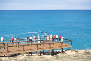 Eyre Peninsula Whale Seafood Discovery