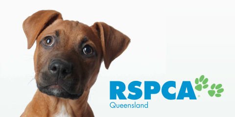 RSPCA QLD