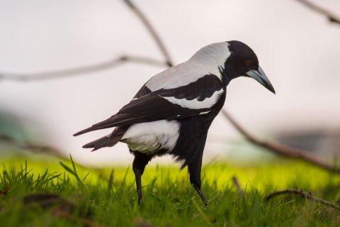 Look out! It's swooping season