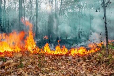 Be vigilant about bushfires