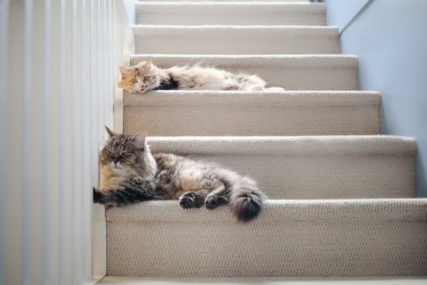 Good news: your cat doesn’t hate you