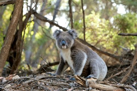 ‘Huge milestone’ in koala care