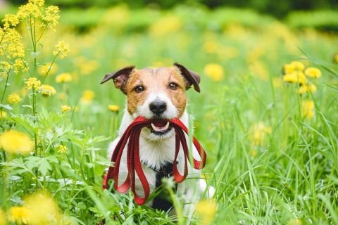RSPCA QLD