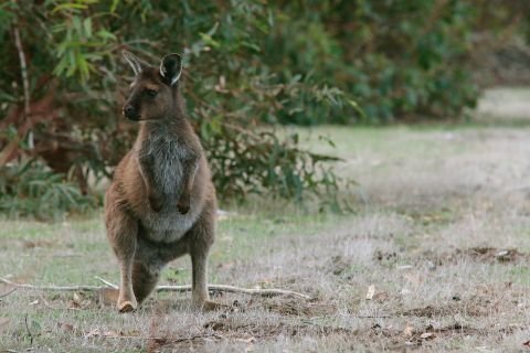 Kangaroo Island discovery