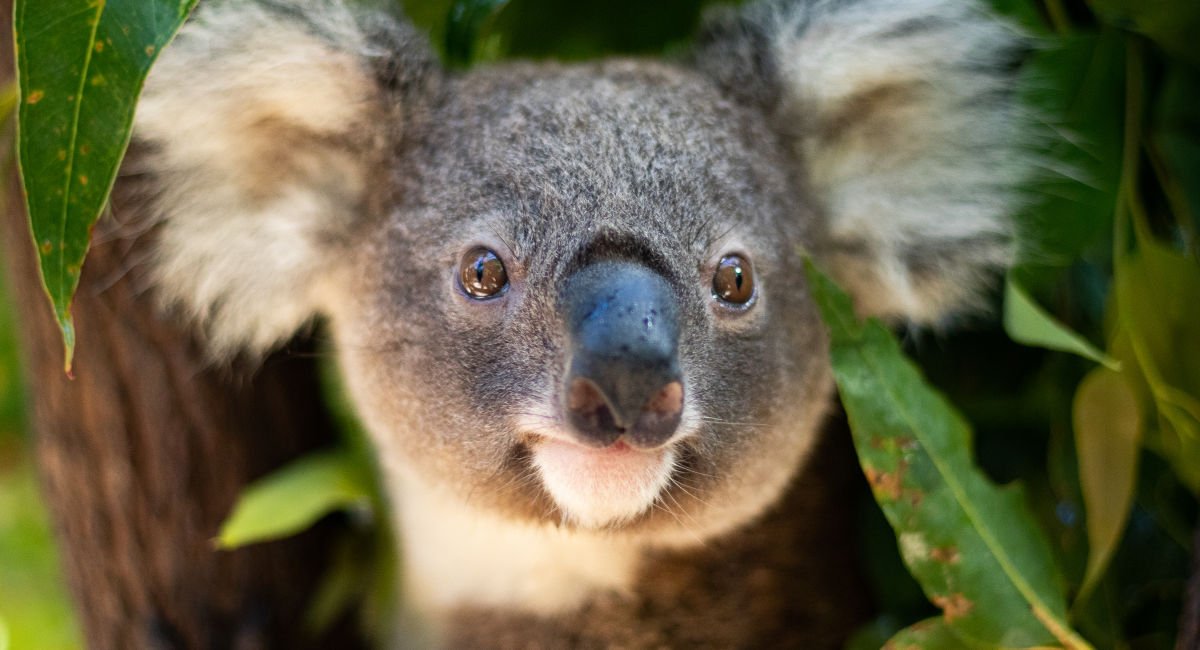 Koala colony brought back from the brink - National Seniors Australia