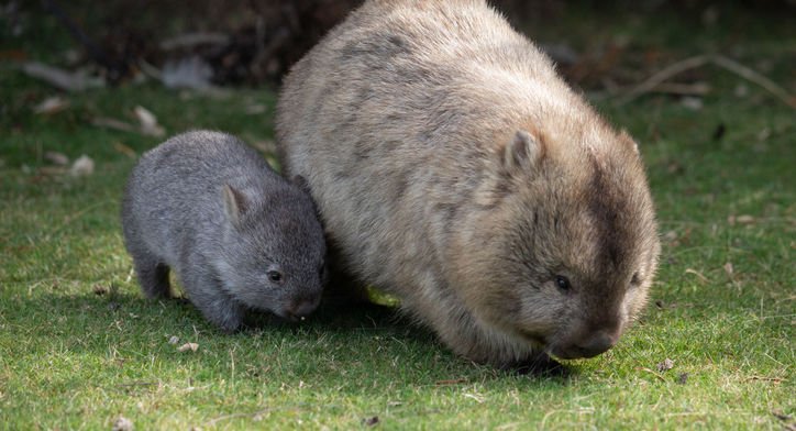 Can a wombat really outrun Usain Bolt? - National Seniors Australia